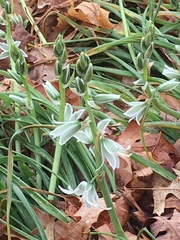 Ornithogalum nutans