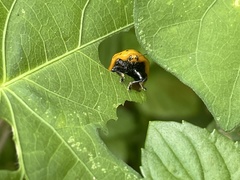 Chelymorpha cassidea