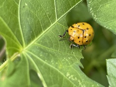 Chelymorpha cassidea