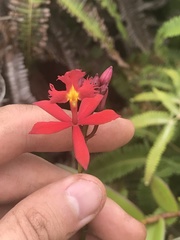 Epidendrum × obrienianum