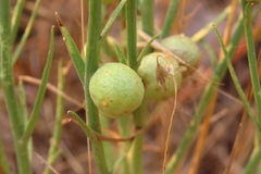 Antistrophus pisum