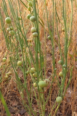 Antistrophus pisum