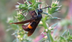 Stizoides renicinctus