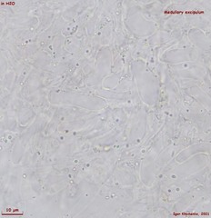 Ombrophila rivulorum