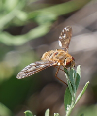 Poecilanthrax willistonii