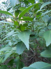 Maytenus acuminata acuminata