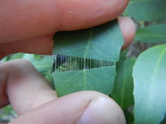 Maytenus acuminata acuminata