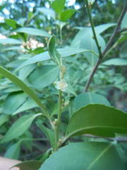 Maytenus acuminata acuminata