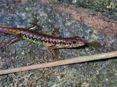 Sphenomorphus scotophilus