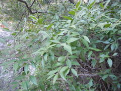 Maytenus acuminata acuminata
