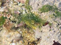Cladophora herpestica