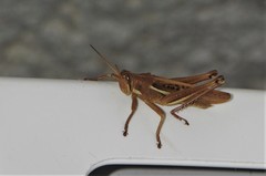 Schistocerca pallens