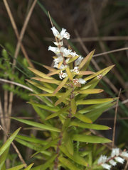 Leucopogon pimeleoides