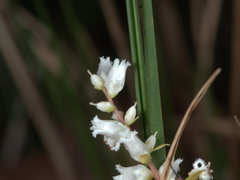 Leucopogon pimeleoides