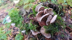 Entoloma byssisedum