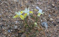Moraea serpentina