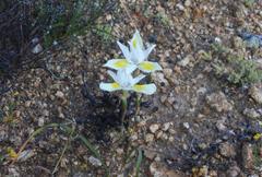 Moraea serpentina