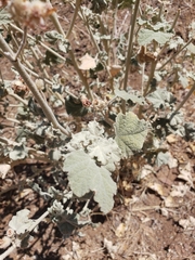 Malacothamnus helleri