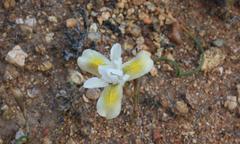 Moraea serpentina