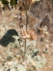 Malacothamnus helleri