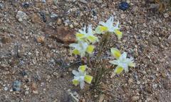 Moraea serpentina