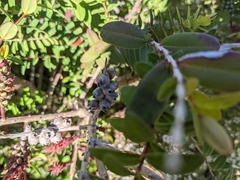Melaleuca hypericifolia