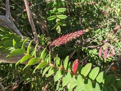 Melaleuca hypericifolia