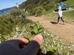Melaleuca hypericifolia
