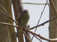Phylloscopus sindianus