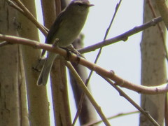 Phylloscopus sindianus