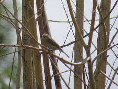 Phylloscopus sindianus