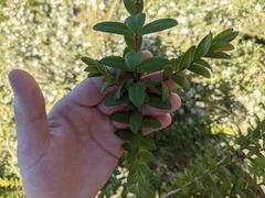 Melaleuca hypericifolia