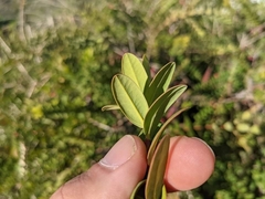 Melaleuca hypericifolia