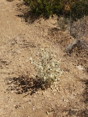 Malacothamnus helleri