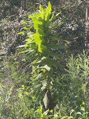 Calomeria amaranthoides