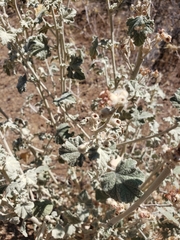 Malacothamnus helleri