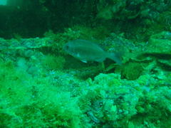 Pachymetopon blochii