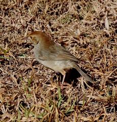 Cisticola fulvicapilla fulvicapilla