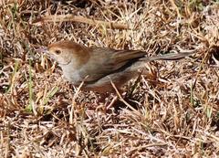 Cisticola fulvicapilla fulvicapilla