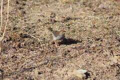 Cisticola fulvicapilla