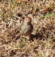 Cisticola fulvicapilla fulvicapilla
