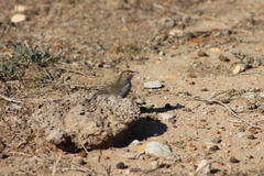 Cisticola fulvicapilla
