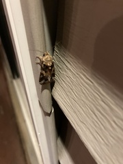 Spodoptera ornithogalli