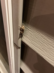 Spodoptera ornithogalli