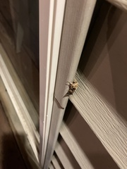 Spodoptera ornithogalli