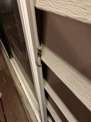 Spodoptera ornithogalli