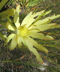 Leucadendron barkerae