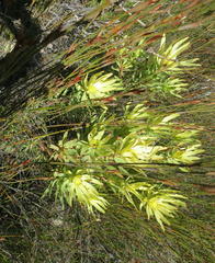 Leucadendron barkerae