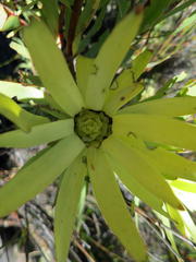 Leucadendron barkerae