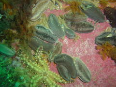 Pentacta doliolum